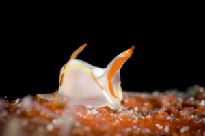 B A T - W I N G 
Nudibranch/Seaslug (Siphopteron quadris... by Irwin Ang 